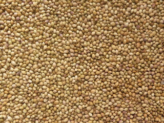 Yellow and brown color Coriander seeds