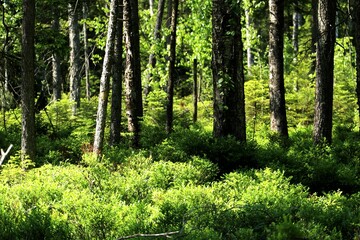 Fototapeta premium forest scenery with green bushes in sun light and brown tree trunks, green leaves