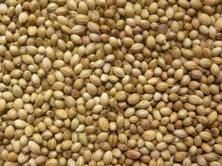 Yellow and brown color Coriander seeds