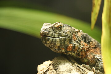 head of a lizard with green leave in the back, blury background