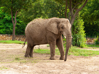 Fototapeta premium Elephant on the paddock at the zoo.