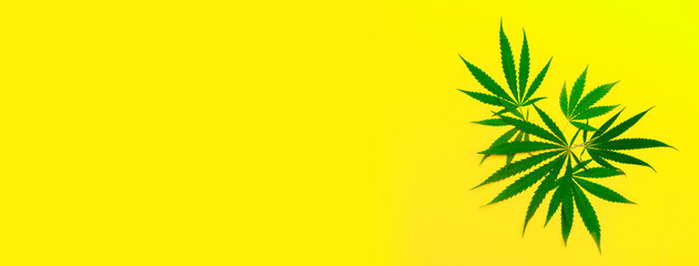 Hemp or cannabis leaf isolated on yellow background. Concept of medical tincture of marijuana. Trendy flat lay minimalism banner