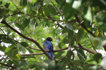 blue bird on branch surrounded by green leaves from behind looking to the side with red berry in...
