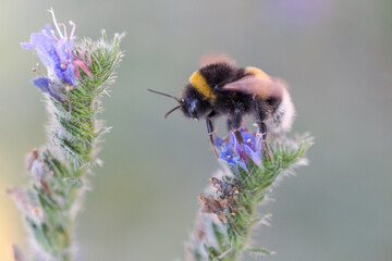 Soft macro bee flying green background