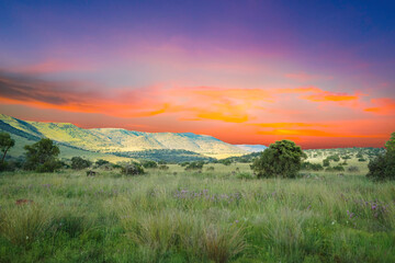Great African savanna grassland with hills and flowers at twilight in Gauteng South Africa