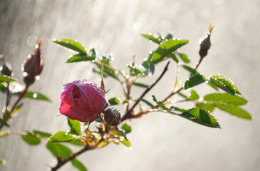 briar flower in the rain