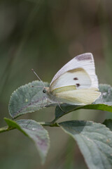 white butterfly on dark green leaves