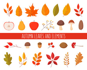 Set of autumn leaves and elements. Simple cartoon flat style.
