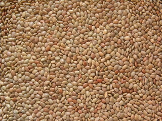 Brown color Horse gram kulthi beans