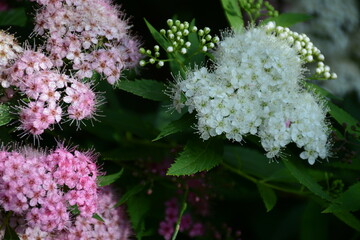 White and pink spiraea japonica flowers bloom in the open air