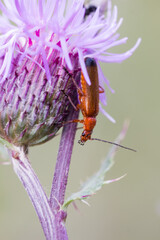 red beetle on purple flower macro