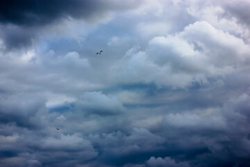 A stormy blue sky with curly white clouds at sea in summer, a gull or cormorant flying high above the ground