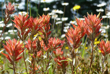 Scarlet Indian paintbrush family Orobanchaceae