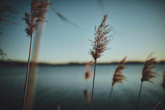 Schilf Im Sonnenuntergang Stimmung Schärfe Unschärfe Bokeh, Fotoblog, Reiseblog, Moody, Lightroom Preset