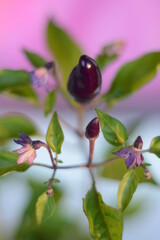 Violet hot decorative chilli pepper (capsicum annuum) with flowers and green leaves
