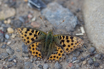 Orange butterfly with black spots macro on sandy ground