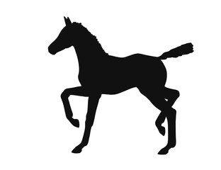 Vector silhouette of a young sport foal running freely