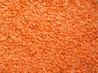 Red color dry Masoor dal lentils