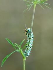 Macro shots, Beautiful nature scene. Close up beautiful caterpillar of butterfly  