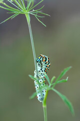 Macro shots, Beautiful nature scene. Close up beautiful caterpillar of butterfly  