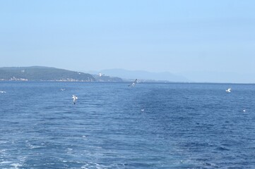 Evia island, Greece - June 28. 2020: Sea gull in a natural environment 