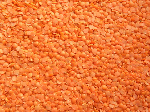 Red Color Dry Masoor Dal Lentils