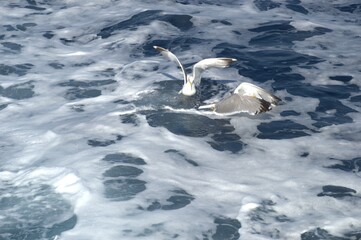 Evia island, Greece - June 28. 2020: Sea gull in a natural environment 