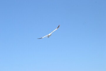Evia island, Greece - June 28. 2020: Sea gull in a natural environment 