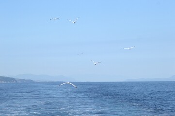 Fototapeta na wymiar Evia island, Greece - June 28. 2020: Sea gull in a natural environment 