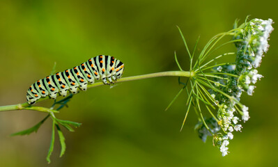 Macro shots, Beautiful nature scene. Close up beautiful caterpillar of butterfly  