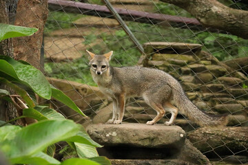 red fox vulpes