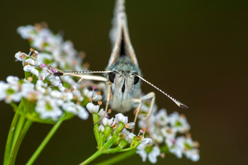 Macro Photography of Moth on Twig of Plant.