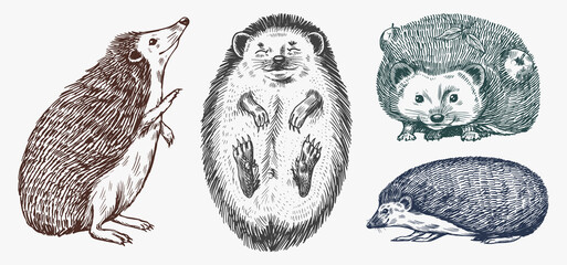 Hedgehog set. Spiny forest animal. Vector Engraved hand drawn Vintage sketch for label or poster. © artbalitskiy