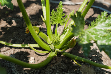 small zucchini in the garden in the sun,green zucchini in the garden
