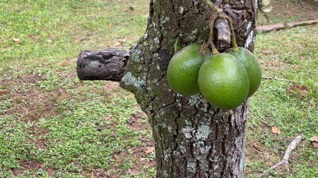 Close up of avocado fruits hanging on tree branch in the middle of the woods