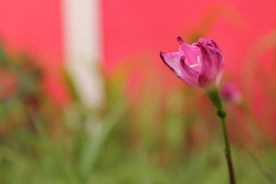 Donde florecen las flores tambi&eacute;n nace la esperanza. 