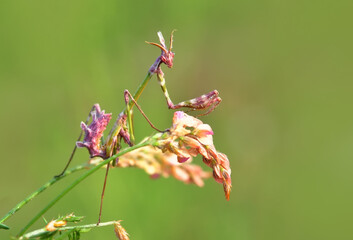 Close up of pair of Beautiful European mantis ( Mantis religiosa )