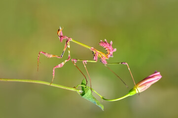 Close up of pair of Beautiful European mantis ( Mantis religiosa )