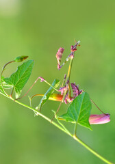 Close up of pair of Beautiful European mantis ( Mantis religiosa )