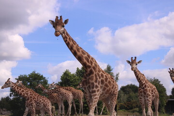 Giraffes in Africa