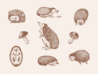 Hedgehog set. Spiny forest animal. Vector Engraved hand drawn Vintage sketch for label or poster.