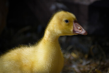 Portrait of canary-yellow gosling in a poultry-yard with blurred background and natural light