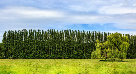 Obraz premium Row of Poplars
