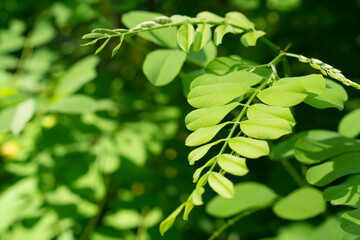 Fototapeta na wymiar Blossoming acacia (Robinia pseudoacacia). White Acacia tree leaves. Acacia flowers branch with a green background.