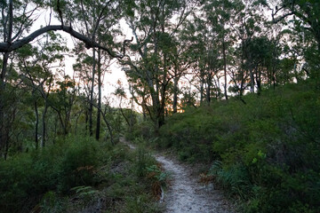 Sandy path leading through coastal native bushland, at twilight. North Stradbroke Island, Queensland, Australia.