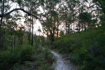 Fototapeta premium Sandy path leading through coastal native bushland, at twilight. North Stradbroke Island, Queensland, Australia.