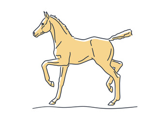 Young yellow foal running freely, vector sketch