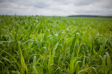 Obraz premium Corn field in summer. Agriculture.