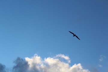 Gull bird In the sky soars