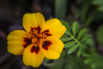 Close up of a yellow and brown petals on a pretty flower